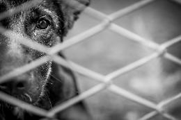 Maltrattamento animali: dopo Bari, Foggia è la provincia con più denunce e più indagati