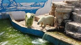 Che ci fanno due orsi polari, mamma e figlia, nello Zoo Safari con temperature africane?