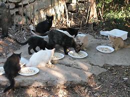 Cani e gatti randagi vanno sfamati: la lezione dei giudici a Panni ora serve anche per  Palermo