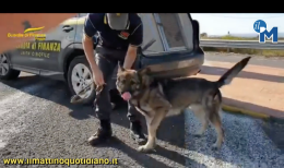 Jim, Jackson, Gerico ed Horst: i quattro cani dell'Apocalisse antidroga della GdF di Foggia colpiscono ancora