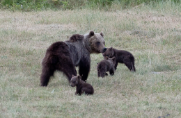 Un bastardo ha ucciso a fucilate Amarena: l'orsa marsicana d'Abruzzo amante degli umani, era a spasso coi suoi cuccioli
