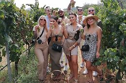 La vendemmia non "ubriaca" più Basilicata, Molise e Puglia: produzioni in calo anche del 45%