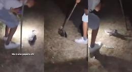 A Rodi Garganico quattro ragazzi bastardi uccidono un'anatra a bastonata 