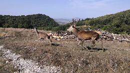 A buon fine il trasferimento di alcuni esemplari di cervo nella Foresta di Fossa Cupa in agro di Abriola