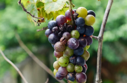 Produzione vinicola: in Basilicata cala del 30 per cento, pesa la "muffa bianca"