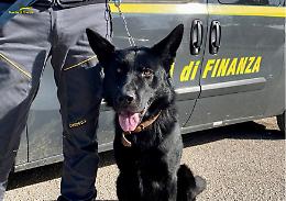 Horst, Gerico, Jakson e Jim: i temibili 4 cani della GdF di Foggia che hanno portato al sequestro di oltre 160 chili di droga
