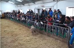 Un grande successo per la 44^ asta degli arieti a Laurenzana