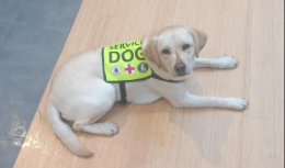 Il Comune di San Severo dà il benvenuto a Luna, il Labrador che aiuterà una ragazza affetta da epilessia