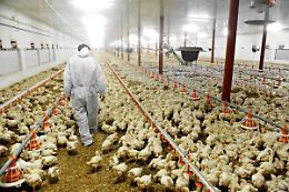 L'influenza aviaria tra salute e ricadute economiche