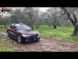 Rubano 4 quintali di olive a Cerignola e San Giovanni Rotondo, 8 persone arrestate dai Carabinieri