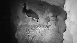 Basilicata scrigno di biodiversità, ad Oliveto Lucano arriva la cicogna nera