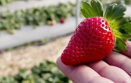 La fragola della Basilicata protagonista ai Campionati italiani della Cucina 2024 a Rimini