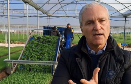La rucola aiuta la fertilità maschile e contrasta gli effetti tossici della plastica per i cibi