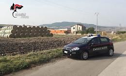Rinchiuso in un deposito senza cibo e acqua, cane salvato dai Carabinieri nel Vulture Melfese