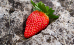 La fragola di Matera vince l'oscar italiano dell'ortofrutta