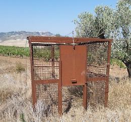 Murgia Materana: avviate le operazioni per l'installazione delle gabbie per catturare i cinghiali 