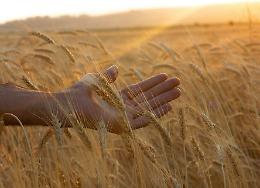 Sos grano: ecco il dramma della siccità nelle regioni del Sud Italia