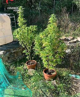Coltivava marijuana nella camera da letto: arrestato dai Carabinieri a Trivigno 