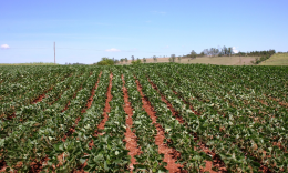 Schiaffo degli agricoltori lucani alle politiche green: prevale una visione "conservatrice"