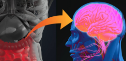 Asse intestino-cervello: un convegno sulle nuove frontiere della ricerca scientifica tra salute e benessere