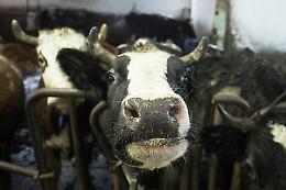 Denunciato allevatore del Foggiano che ha liberato una mandria con bovini malati