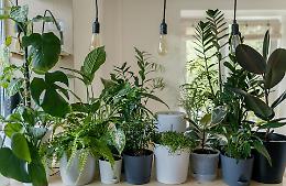 Piante e social: perché il Plant Decor è la tendenza del momento