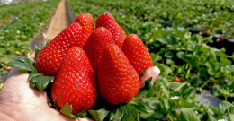 Prezzi all'ingrosso, ancora alte le quotazioni delle fragole: Sabrosa da 4,50 euro/kg, Inspire  5,50 euro/kg