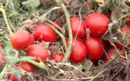 Crisi idrica, a Lavello il dramma degli agricoltori: produzioni di pomodoro a rischio 