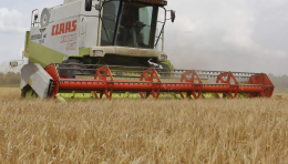 Clima e siccità impattano sulla produzione di grano, ma la Basilicata resiste