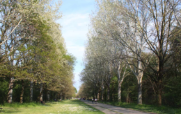 Forestazione urbana in crescita: raddoppiano i Comuni coinvolti in 12 anni