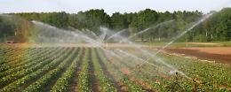 Agricoltura lucana, al via le prenotazioni irrigue: la Basilicata resiste alla crisi idrica 