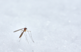 West Nile, primo caso in Basilicata