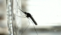West Nile: Basilicata tra le regioni meno colpite con un solo caso confermato
