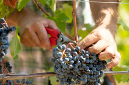 Vendemmia 2025: in Basilicata produzione in crescita del 40 per cento