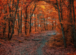 Turismo di autunno: in Basilicata foglie che cadono, occasioni che sfuggono