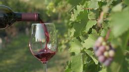 L’Italia del vino prima per volumi e seconda per valore: 8,1 miliardi nel 2024 ed export in crescita