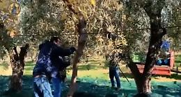 Venosa, gli ospiti dei Centri Trinitari riscoprono la raccolta delle olive con “Olivolì Olivolà”