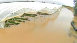 Bombe d’acqua nel Materano, Coldiretti denuncia: “Campi allagati e colture devastate”