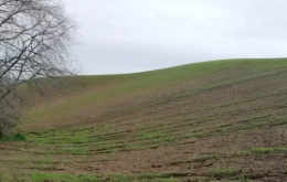 Agricoltura in ginocchio nel Materano, la Cia lancia l’allarme: ‘Danni enormi’