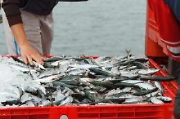 Stangata Ue sulla pesca: Italia in allarme per gli impatti economici