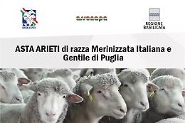 Genetica e qualità alla 46ª Asta di Laurenzana