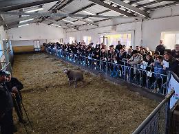 Allevatori protagonisti: oltre 150 partecipanti all’asta degli arieti di Laurenzana