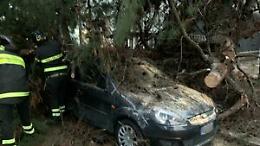 Maltempo a Foggia, alberi gi&ugrave;: a viale Ofanto sfiorata la tragedia e scattano i divieti