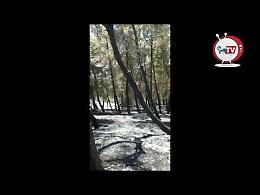 Rocchetta, quel che resta della pineta