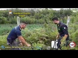 La GdF di Foggia sequestra una giungla di marijuana sul Gargano da 9 milioni e mezzo di euro