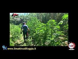 I Carabinieri scoprono una "foresta" di Cannabis a Cerignola:  2 arresti