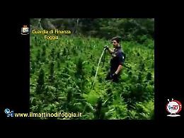 La GdF di Foggia scopre una giungla di cannabis da 3 milioni di euro