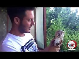 Giovanni, l'avventura di un Barbagianni 