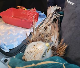 A Potenza i carabinieri salvano un nibbio reale