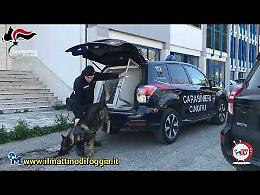 Anche Quentin va a scuola e il suo fiuto porta i Carabinieri di Torremaggiore agli spacciatori di droga